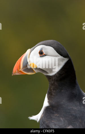 Papageitaucher auf der Insel Skomer in Pembrokeshire, Wales Stockfoto