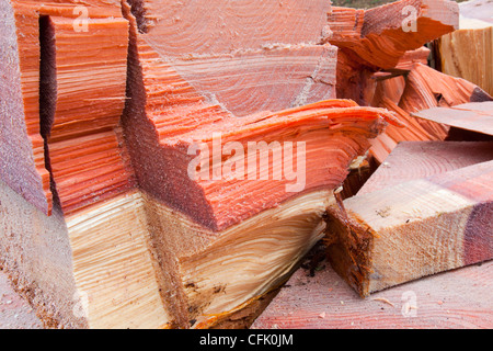 Eine massive Zeder, die mit Honig Pilz infiziert war in einem Garten am Stadtrand von Ambleside abgeholzt Stockfoto