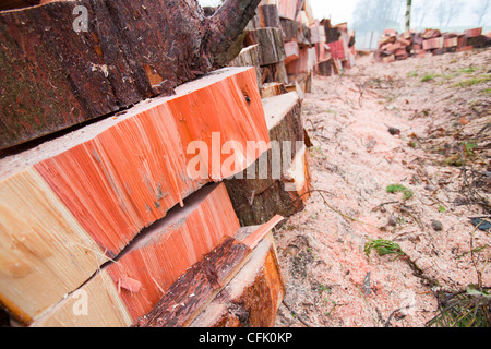 Eine massive Zeder, die mit Honig Pilz infiziert war in einem Garten am Stadtrand von Ambleside abgeholzt Stockfoto