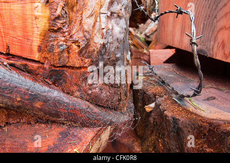 Eine massive Zeder, die mit Honig Pilz infiziert war in einem Garten am Stadtrand von Ambleside abgeholzt Stockfoto