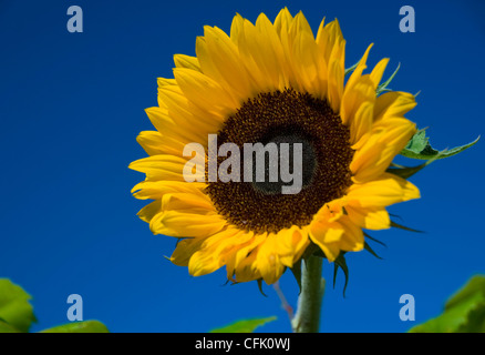 Eine Sonnenblume kontrastiert von einem tiefblauen Himmel Stockfoto