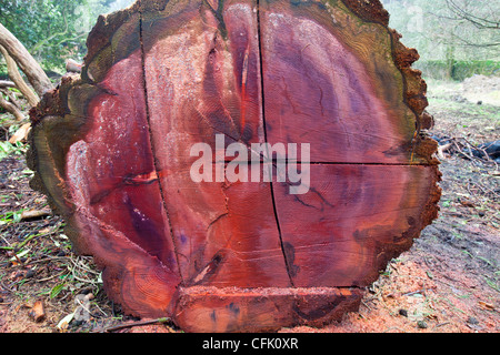 Eine massive Zeder, die mit Honig Pilz infiziert war in einem Garten am Stadtrand von Ambleside abgeholzt Stockfoto