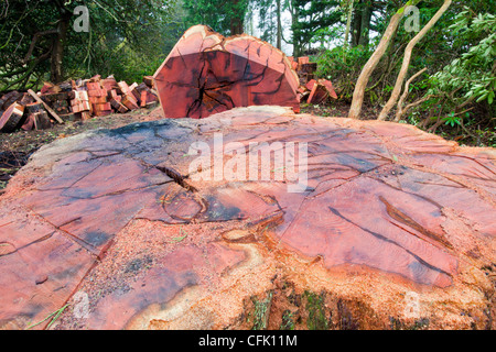 Eine massive Zeder, die mit Honig Pilz infiziert war in einem Garten am Stadtrand von Ambleside abgeholzt Stockfoto