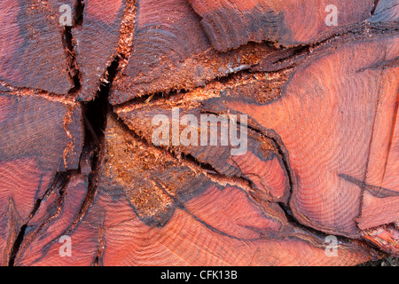 Eine massive Zeder, die mit Honig Pilz infiziert war in einem Garten am Stadtrand von Ambleside abgeholzt Stockfoto