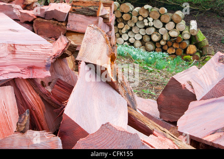 Eine massive Zeder, die mit Honig Pilz infiziert war in einem Garten am Stadtrand von Ambleside abgeholzt Stockfoto