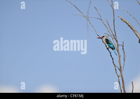 Woodland Kingfisher - Senegal Kingfisher (Halcyon Senegalensis) thront auf einem Toten Ast Lake Baringo Stockfoto