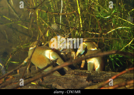 Signal Krebse - kalifornische Langusten - Pacific Krebse (Pacifastacus Leniusculus) Erwachsenen auf der Unterseite von einem Teich Stockfoto