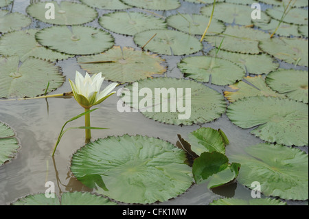 Blaue Seerose - blaue ägyptischen Seerose (Nymphaea Caerulea) weiße Form am Lake Baringo blühend Stockfoto