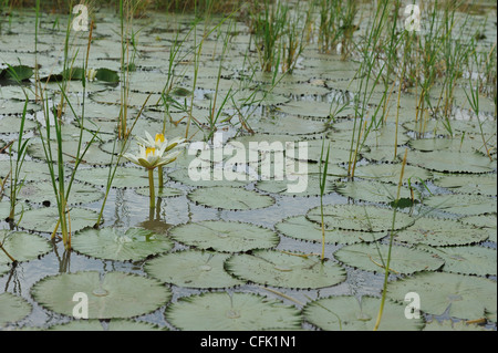 Blaue Seerose - blaue ägyptischen Seerose (Nymphaea Caerulea) weiße Form am Lake Baringo blühend Stockfoto