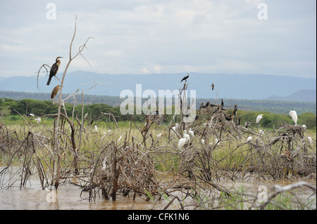 Silberreiher (Ardea Alba - Egretta Alba) mit afrikanischen Darter (Anhinga Rufa) in Verschachtelung Kolonie Lake Baringo Stockfoto