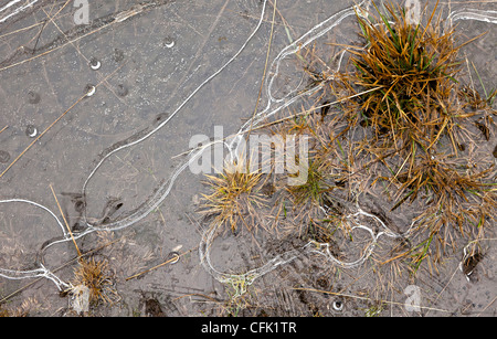 Eis-Muster in gefrorene Pfütze Wales, UK Stockfoto