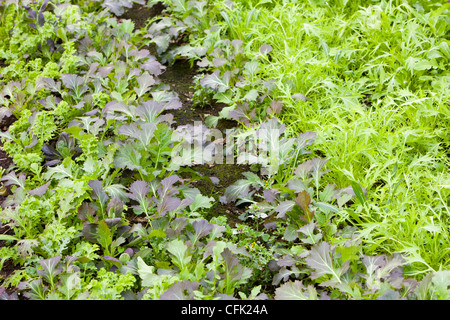 Wachsen mit Grace ist ein Bio-Obst und Gemüseanbau kooperative in Clapham in den Yorkshire Dales, UK Stockfoto