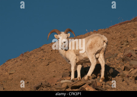 Dallschafe Ram (Ovis Dalli) Skalen eine felsige Klippe Denali Nationalpark, Alaska. Stockfoto