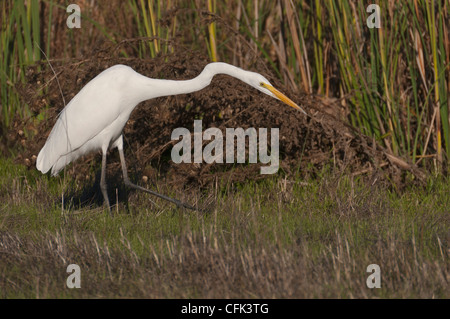 Großer Egret (Adrea Alba) stalking Opfer Sacramento Valley Wildlife Refuge, Northern California. Stockfoto