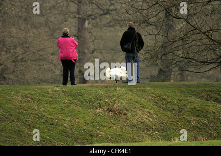 Paar beobachten und fotografieren oder Videoing Schwan auf Pfad am Dunham Massey Stockfoto