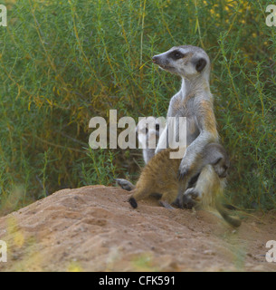 Suricate mit zwei Jugendlichen Stockfoto