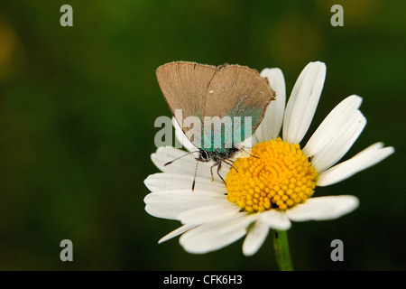 Grüner Zipfelfalter (Callophrys Rubi) Stockfoto