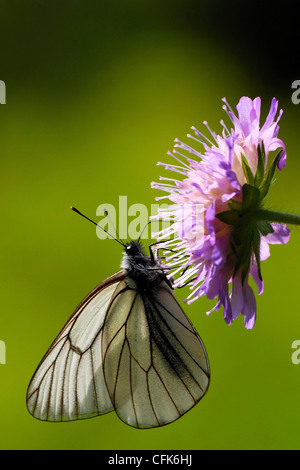 Schwarz geäderten weißer Schmetterling auf einem Feld Witwenblume Blüte Stockfoto