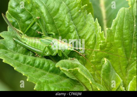 Hochland grünen Bush-cricket Stockfoto