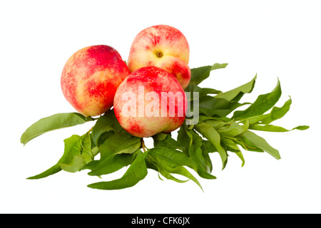 Nektarine Früchten isoliert auf weißem Hintergrund Stockfoto