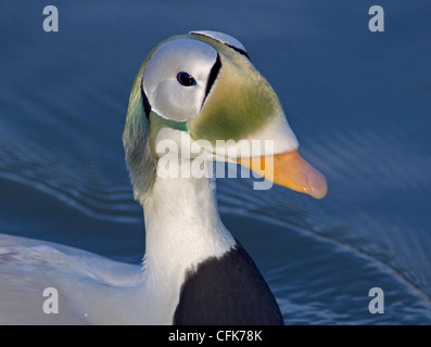 Brillentragende Eiderente (Drake) (Somateria Fischeri) Stockfoto