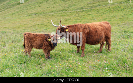 Highland Kuh mit kleines Kalb auf Alm Stockfoto