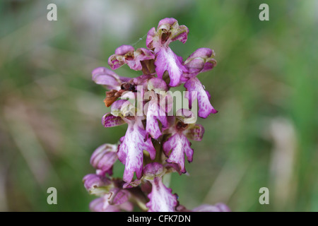 Detail der Barlia Robertiana Blumen, europäischen Orchidee Stockfoto