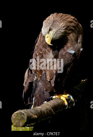 White Tailed Seeadler (Haliaeetus Horste) Stockfoto