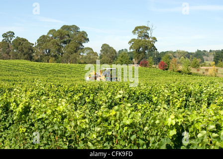 Die Ernte der Trauben im Weinberg in der Nähe von Sutton Wald am südlichen Hochland von New South Wales, Australien Stockfoto