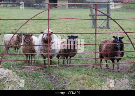 Eine Gruppe von Shetland Schafe Stand auf einem Hof Stockfoto