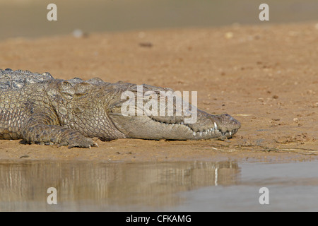 Indische Mugger-Krokodil auf dem Fluss Chambai Stockfoto