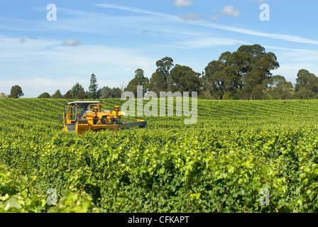 Die Ernte der Trauben im Weinberg in der Nähe von Sutton Wald am südlichen Hochland von New South Wales, Australien Stockfoto