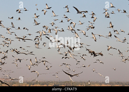 Masseder Demoiselle Kran im Flug bei Khitchan Rajasthan Stockfoto