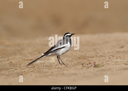 Browed Bachstelze Stockfoto