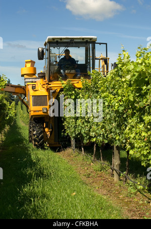 Die Ernte der Trauben im Weinberg in der Nähe von Sutton Wald am südlichen Hochland von New South Wales, Australien Stockfoto