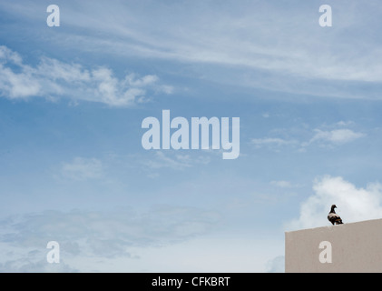 Eine Taube sitzt an der Ecke einer weiß gestrichenen Wand an einem sonnigen Tag mit blauem Himmel und weißen flauschigen Wolken Stockfoto