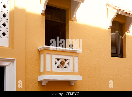Ein netter Hund schaut aus eine Lücke in einem Balkon von einem orange bemalten Gebäude in San Juan, Puerto Rico Stockfoto
