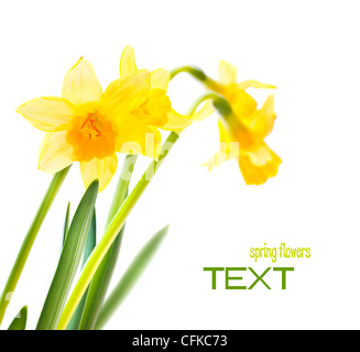 Frühling Blumen Grenze, schöne frische Narzissen Blumen, gelbe Pflanze isoliert auf weißem Hintergrund, Oster-Deko Stockfoto