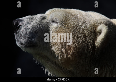 Eisbären in Gefangenschaft züchten Zoo von Cincinnati ohio Stockfoto