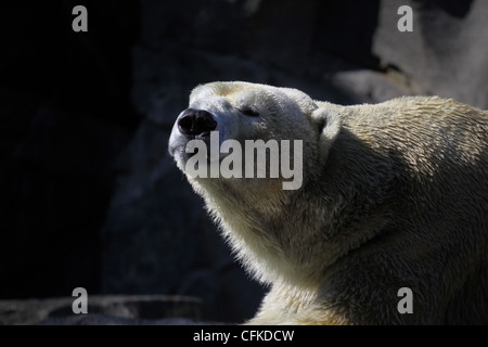 Eisbären in Gefangenschaft züchten Zoo von Cincinnati ohio Stockfoto