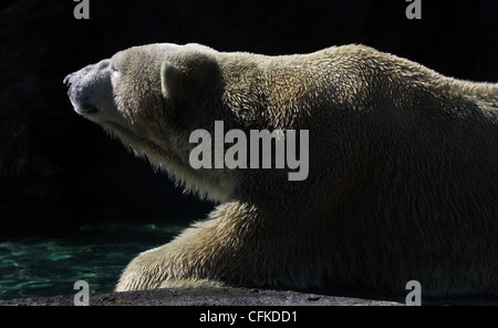 Eisbären in Gefangenschaft züchten Zoo von Cincinnati ohio Stockfoto