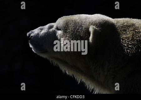 Eisbären in Gefangenschaft züchten Zoo von Cincinnati ohio Stockfoto