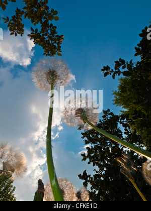 Löwenzahn wächst in einem Garten geneigt wachsen hoch in Richtung Himmel Kamera von unten. Stockfoto
