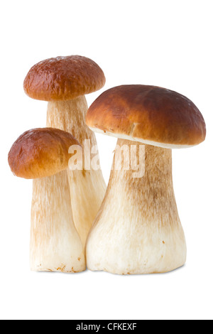 Drei Steinpilze, Steinpilze, Champignons, isoliert auf weiss Stockfoto