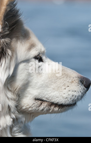 Seitlicher Blick auf einen weißen Chow Samoyed Hund. Stockfoto