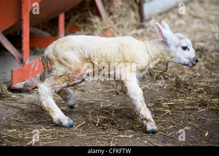 Ein Neugeborenes Lamm Stockfoto