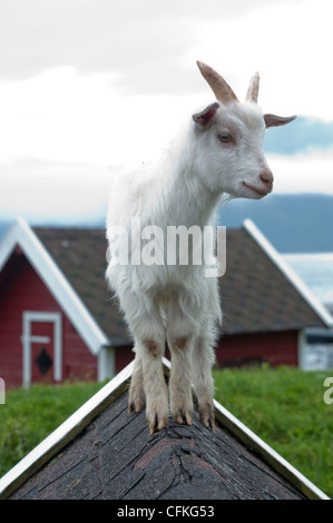 Eine Ziege geht auf dem Dach eine kleine Hütte in Norwegen Stockfoto