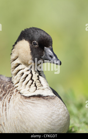 Nene (Branta Sandvicensis) Stockfoto