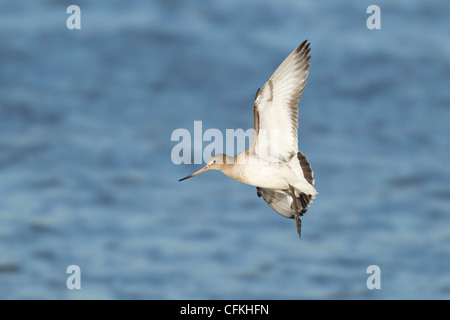 Uferschnepfe - im Flug an den hohen Gezeiten Limosa Limosa Fluss Stour Essex, UK BI021304 Stockfoto