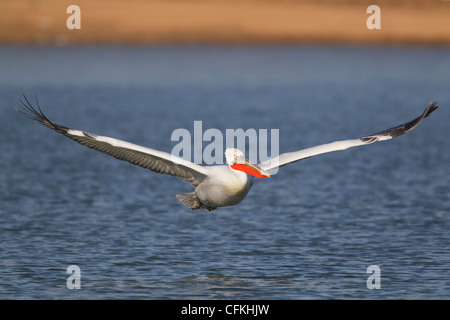Krauskopfpelikan - fliegen niedrig über Wasser Pelecanus Crispus See Kerkini Griechenland BI021472 Stockfoto